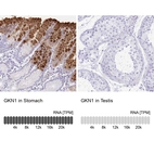 Anti-GKN1 Antibody