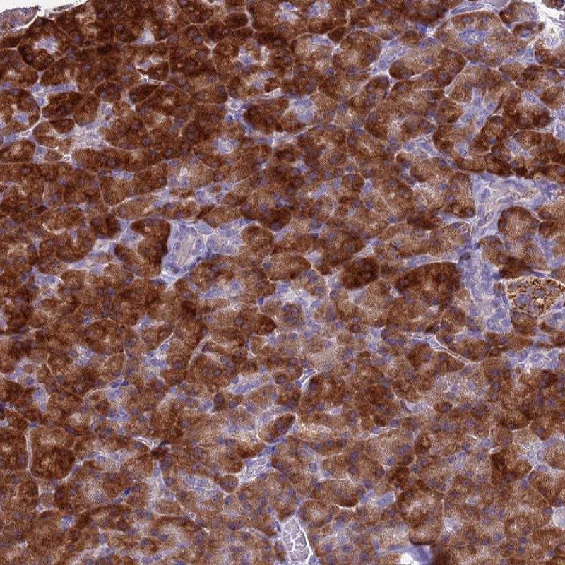 Anti-FAM84A Antibody
