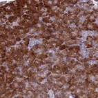 Anti-FAM84A Antibody