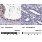 Anti-PAX2 Antibody