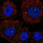 Immunofluorescent staining of human cell line MCF7 shows localization to nuclear bodies & centrosome.