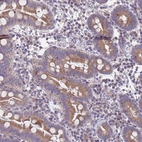 Immunohistochemical staining of human small intestine shows moderate granular cytoplasmic positivity in glandular cells.