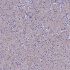 Immunohistochemical staining of human pancreas shows very weak cytoplasmic positivity in exocrine glandular cells.