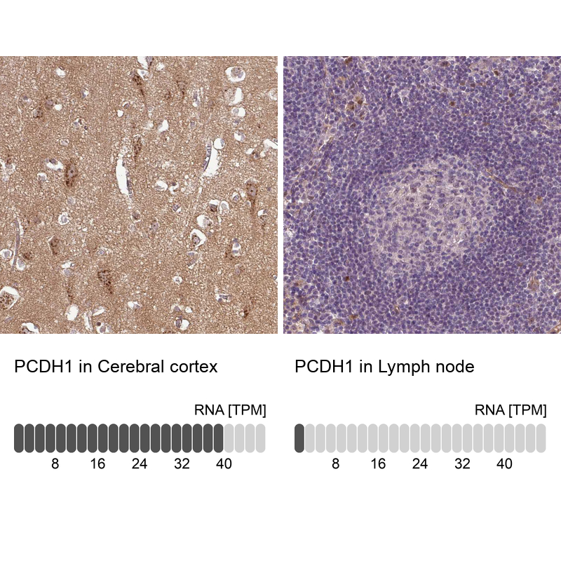 Anti-PCDH1 Antibody