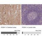 Anti-PCDH1 Antibody