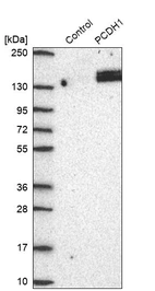 Western blot analysis in control (vector only transfected HEK293T lysate) and PCDH1 over-expression lysate (Co-expressed with a C-terminal myc-DDK tag (~3.1 kDa) in mammalian HEK293T cells, LY419227).