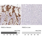 Anti-PADI2 Antibody