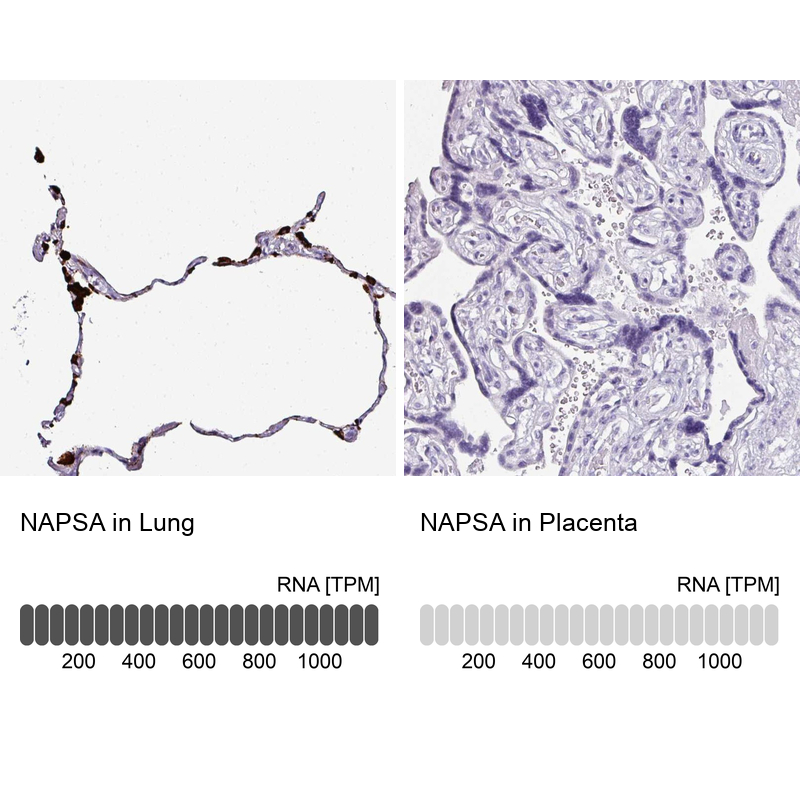 Anti-NAPSA Antibody