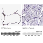 Anti-NAPSA Antibody