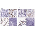 Immunohistochemical staining of human colon, kidney, lung and lymph node using Anti-NAPSA antibody HPA047744 (A) shows similar protein distribution across tissues to independent antibody HPA045280 (B).