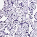 Immunohistochemical staining of human placenta shows low expression as expected.