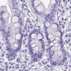 Immunohistochemical staining of human colon using Anti-NAPSA antibody HPA047744.