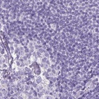 Immunohistochemical staining of human lymph node using Anti-NAPSA antibody HPA047744.