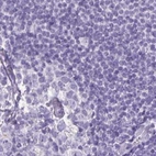 Immunohistochemical staining of human lymph node using Anti-NAPSA antibody HPA047744.