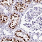Immunohistochemical staining of human kidney using Anti-NAPSA antibody HPA047744.