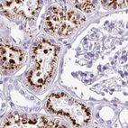 Immunohistochemical staining of human kidney using Anti-NAPSA antibody HPA047744.