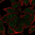 Immunofluorescent staining of human cell line Hep G2 shows localization to nucleoplasm & vesicles.