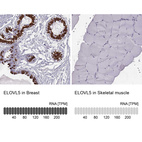 Immunohistochemistry analysis in human breast and skeletal muscle tissues using HPA047752 antibody. Corresponding ELOVL5 RNA-seq data are presented for the same tissues.