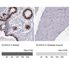 Anti-ELOVL5 Antibody