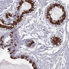 Immunohistochemical staining of human breast shows strong cytoplasmic positivity in glandular cells.