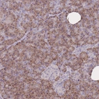 Anti-FRG2 Antibody