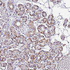Immunohistochemical staining of human salivary gland shows strong membranous positivity in glandular cells.