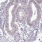 Immunohistochemical staining of human endometrium shows weak membranous positivity in glandular cells.