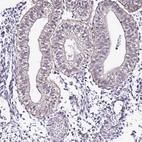 Immunohistochemical staining of human endometrium shows weak membranous positivity in glandular cells.