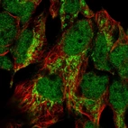 Immunofluorescent staining of human cell line HEK 293 shows localization to nucleoplasm & mitochondria.