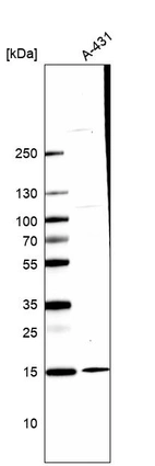Anti-CCDC58 Antibody