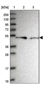 Anti-RMND5B Antibody
