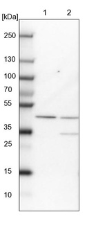 Anti-RMND5B Antibody