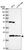 Anti-MRPL47 Antibody