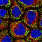 Immunofluorescent staining of human cell line CACO-2 shows localization to mitochondria.
