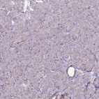 Immunohistochemical staining of human pancreas shows no positivity in exocrine glandular cells as expected.