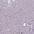 Anti-GPN3 Antibody