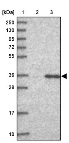 Anti-GPN3 Antibody