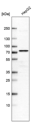 Western blot analysis in human cell line HepG2.