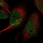 Immunofluorescent staining of human cell line U-251 MG shows localization to nucleoplasm & mitochondria.
