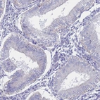 Immunohistochemical staining of human endometrium shows no cytoplasmic positivity in glandular cells as expected.