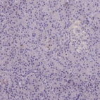 Immunohistochemical staining of human pancreas shows no positivity in exocrine glandular cells as expected.