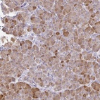 Immunohistochemical staining of human pancreas shows high expression.