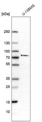Western blot analysis in human cell line U-138MG.