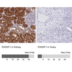 Anti-ENOSF1 Antibody