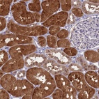 Immunohistochemical staining of human kidney shows high expression.