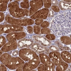 Immunohistochemical staining of human kidney shows high expression.