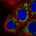Immunofluorescent staining of human cell line A-431 shows localization to mitochondria.