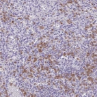 Immunohistochemical staining of human spleen shows high expression.