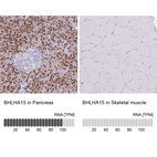 Anti-BHLHA15 Antibody