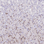 Immunohistochemical staining of human stomach shows moderate to strong nuclear positivity in a subset of glandular cells.